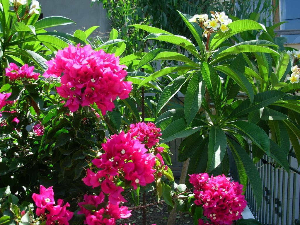 Callista Sea View Or Garden Киссамос Номер фото